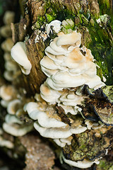 Image showing Polypore