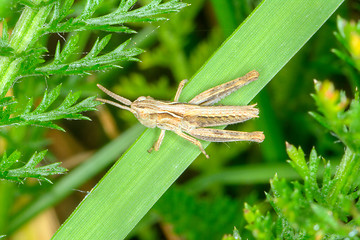 Image showing Grasshopper