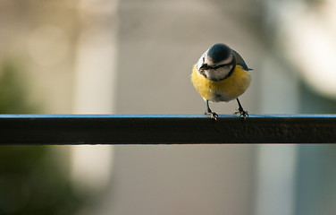 Image showing Parus major