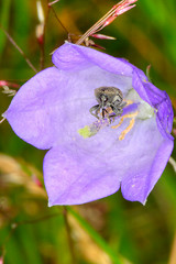 Image showing Bug in the flower