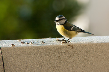 Image showing Parus major