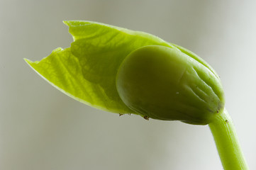 Image showing Sprout