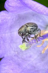 Image showing Beetle