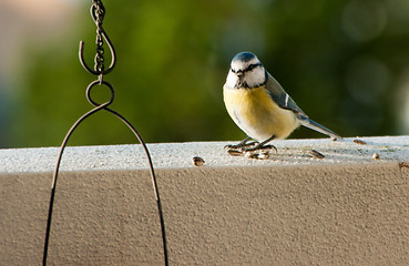 Image showing Parus major