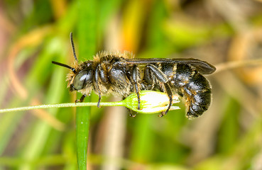 Image showing Wasp