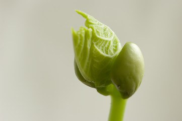 Image showing Sprout