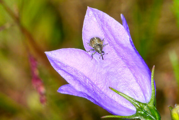 Image showing Beetles