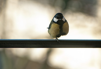 Image showing Parus major