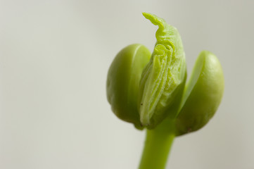 Image showing Sprout