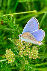 Image showing Butterfly