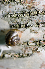 Image showing Arianta arbustorum