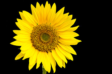 Image showing Sunflower