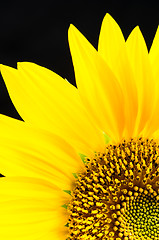 Image showing Sunflower