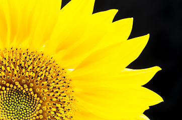 Image showing Sunflower