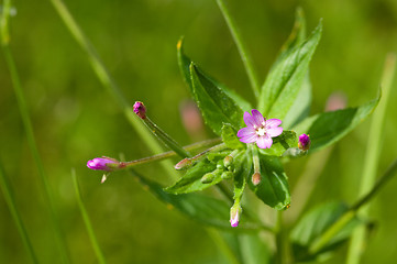 Image showing Flowers