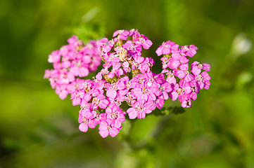 Image showing Blossoms