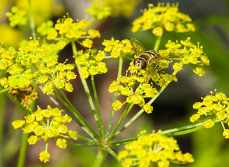 Image showing Hoverfly