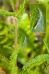 Image showing Chrysopidae