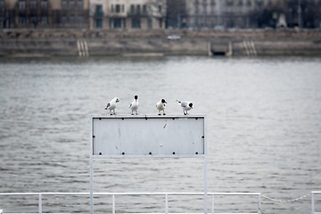 Image showing Seagulls sitting on sign
