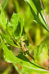 Image showing Grasshopper