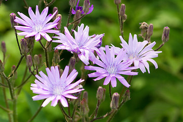 Image showing Flowers