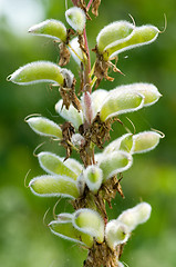 Image showing Lupine