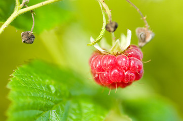 Image showing Raspberry