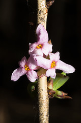 Image showing Daphne mezereum