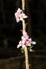 Image showing Daphne mezereum