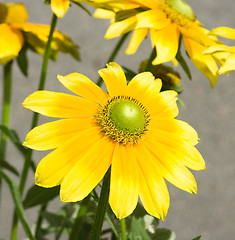 Image showing Yellow flowers