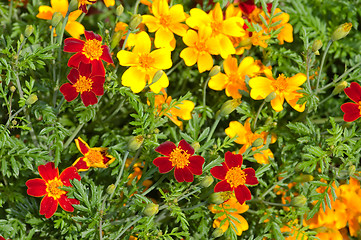 Image showing Flowers