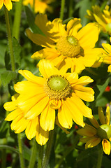 Image showing Yellow flowers