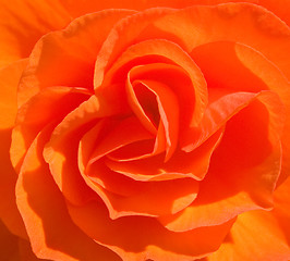 Image showing Rose