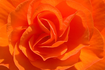 Image showing Rose