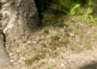 Image showing Hoverfly