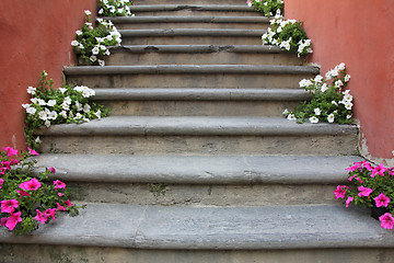 Image showing Flowers on stairs