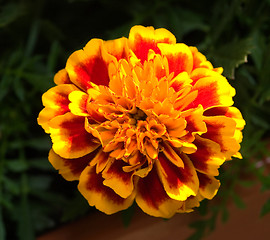 Image showing Tagetes