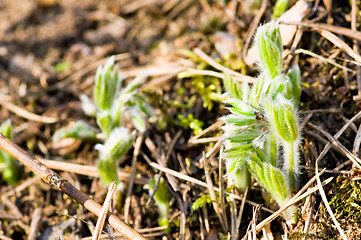 Image showing Pulsatilla patens