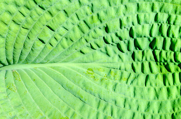 Image showing Leaf