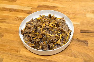 Image showing Cantharellus lutescens