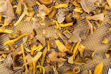 Image showing Cantharellus lutescens