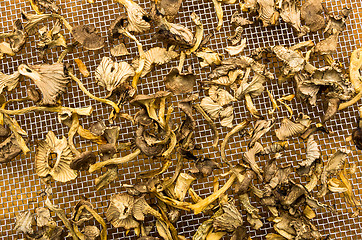 Image showing Cantharellus lutescens