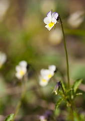 Image showing Viola tricolor