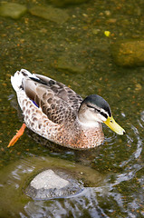 Image showing Duck