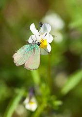 Image showing Butterfly