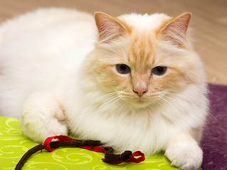 Image showing Birman