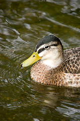 Image showing Duck