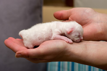 Image showing Kitten