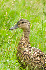 Image showing Duck