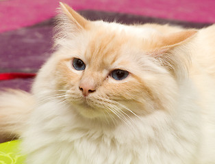 Image showing Cat